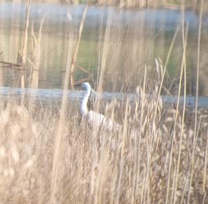 Click to view this image in a large viewer