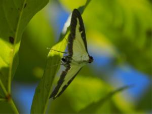 Click to view this image in a large viewer