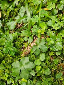 Click to view this image in a large viewer