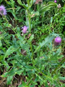 Click to view this image in a large viewer