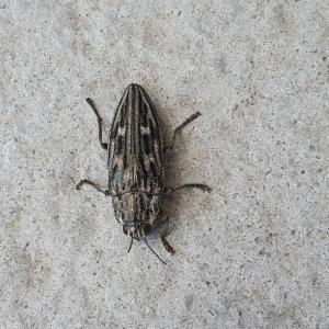 Click to view this image in a large viewer