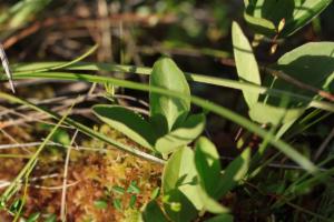 Click to view this image in a large viewer