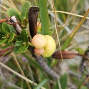 Click to view this image in a large viewer