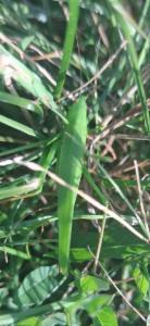 Click to view this image in a large viewer