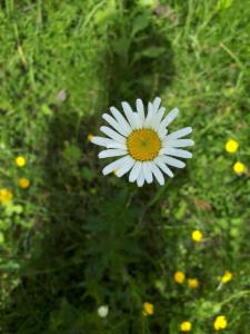 Click to view this image in a large viewer