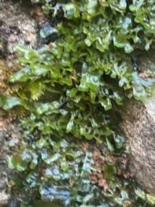 Click to view this image in a large viewer