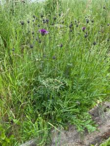 Click to view this image in a large viewer