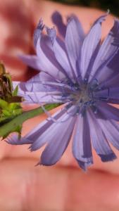 Click to view this image in a large viewer