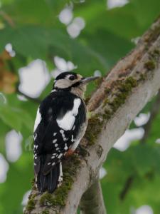 Click to view this image in a large viewer