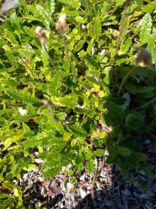 Click to view this image in a large viewer