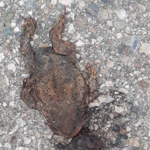 Click to view this image in a large viewer