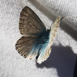 Click to view this image in a large viewer