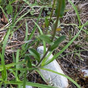 Click to view this image in a large viewer