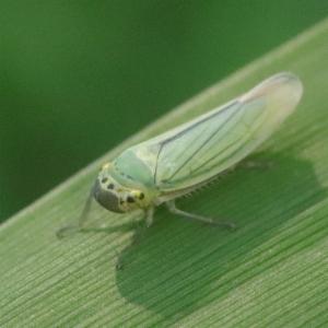 Click to view this image in a large viewer