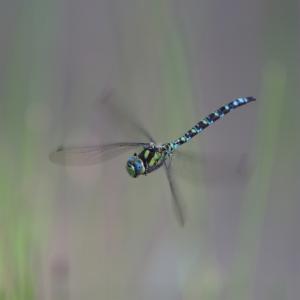 Click to view this image in a large viewer