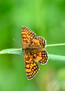 Click to view this image in a large viewer