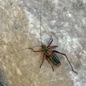 Click to view this image in a large viewer