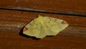 Click to view this image in a large viewer