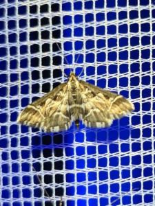 Click to view this image in a large viewer