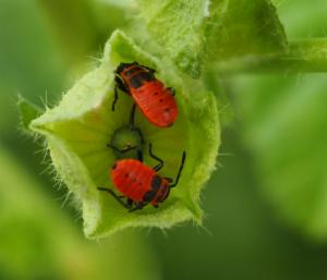 Click to view this image in a large viewer