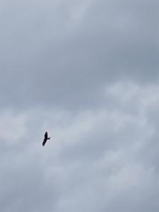 Click to view this image in a large viewer