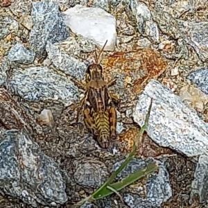 Click to view this image in a large viewer