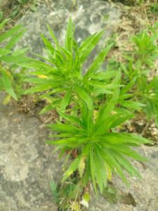 Click to view this image in a large viewer