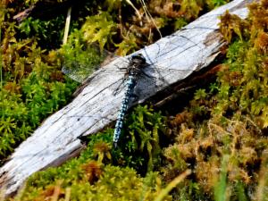 Click to view this image in a large viewer