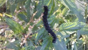 Click to view this image in a large viewer