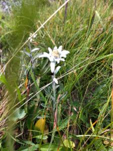 Click to view this image in a large viewer