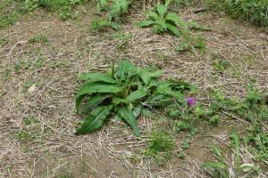 Click to view this image in a large viewer