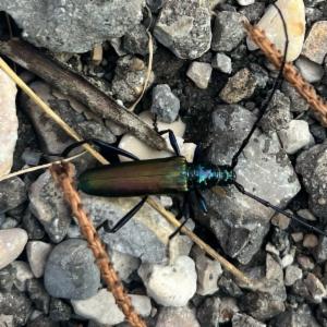 Click to view this image in a large viewer