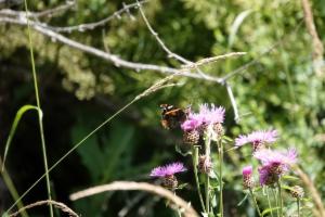 Click to view this image in a large viewer