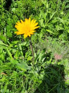 Click to view this image in a large viewer