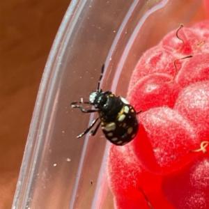 Click to view this image in a large viewer