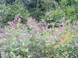 Click to view this image in a large viewer