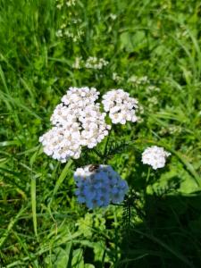 Click to view this image in a large viewer