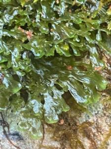 Click to view this image in a large viewer