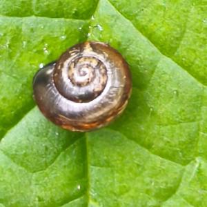 Click to view this image in a large viewer