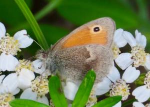 Click to view this image in a large viewer