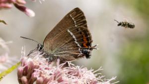 Click to view this image in a large viewer