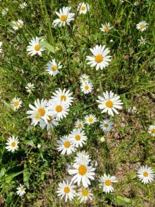 Click to view this image in a large viewer