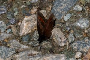 Click to view this image in a large viewer