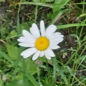 Click to view this image in a large viewer