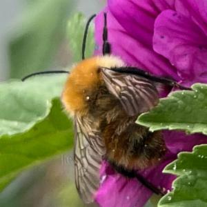 Click to view this image in a large viewer