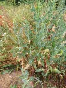 Click to view this image in a large viewer