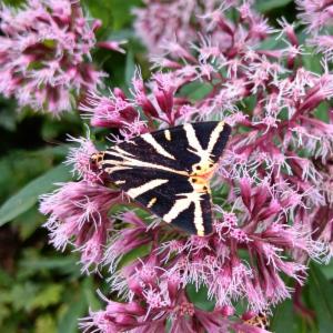 Click to view this image in a large viewer