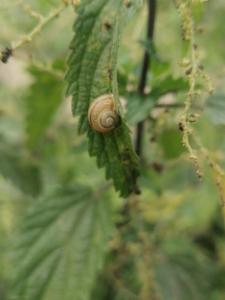 Click to view this image in a large viewer