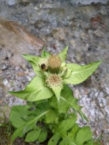 Click to view this image in a large viewer