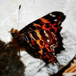 Click to view this image in a large viewer